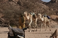 Algerien - Tamanrasset M&auml;rz 2008 Kameltour Tag 6