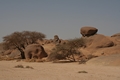 Algerien - Tamanrasset März 2008 Kameltour Tag 8