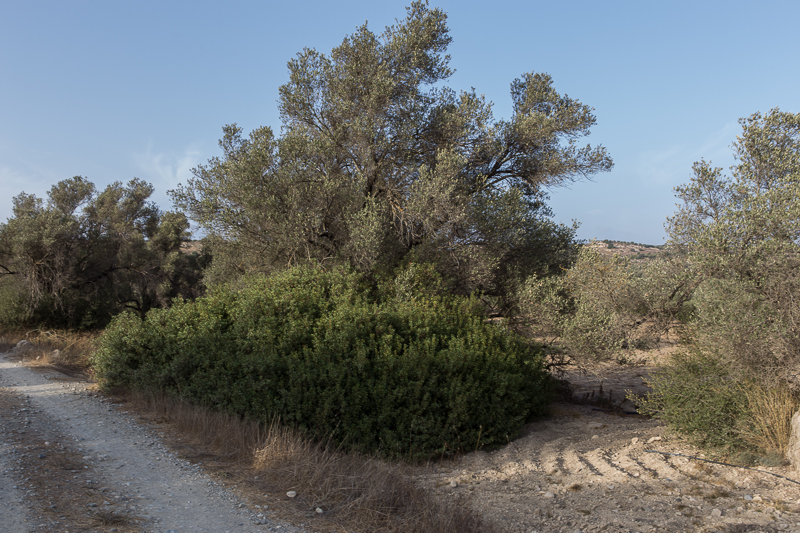 Kamilari